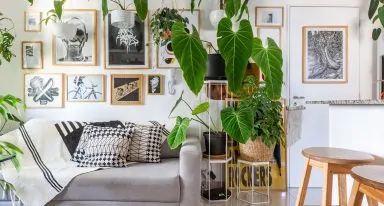 Plantas para apartamento: espécies fáceis de cuidar